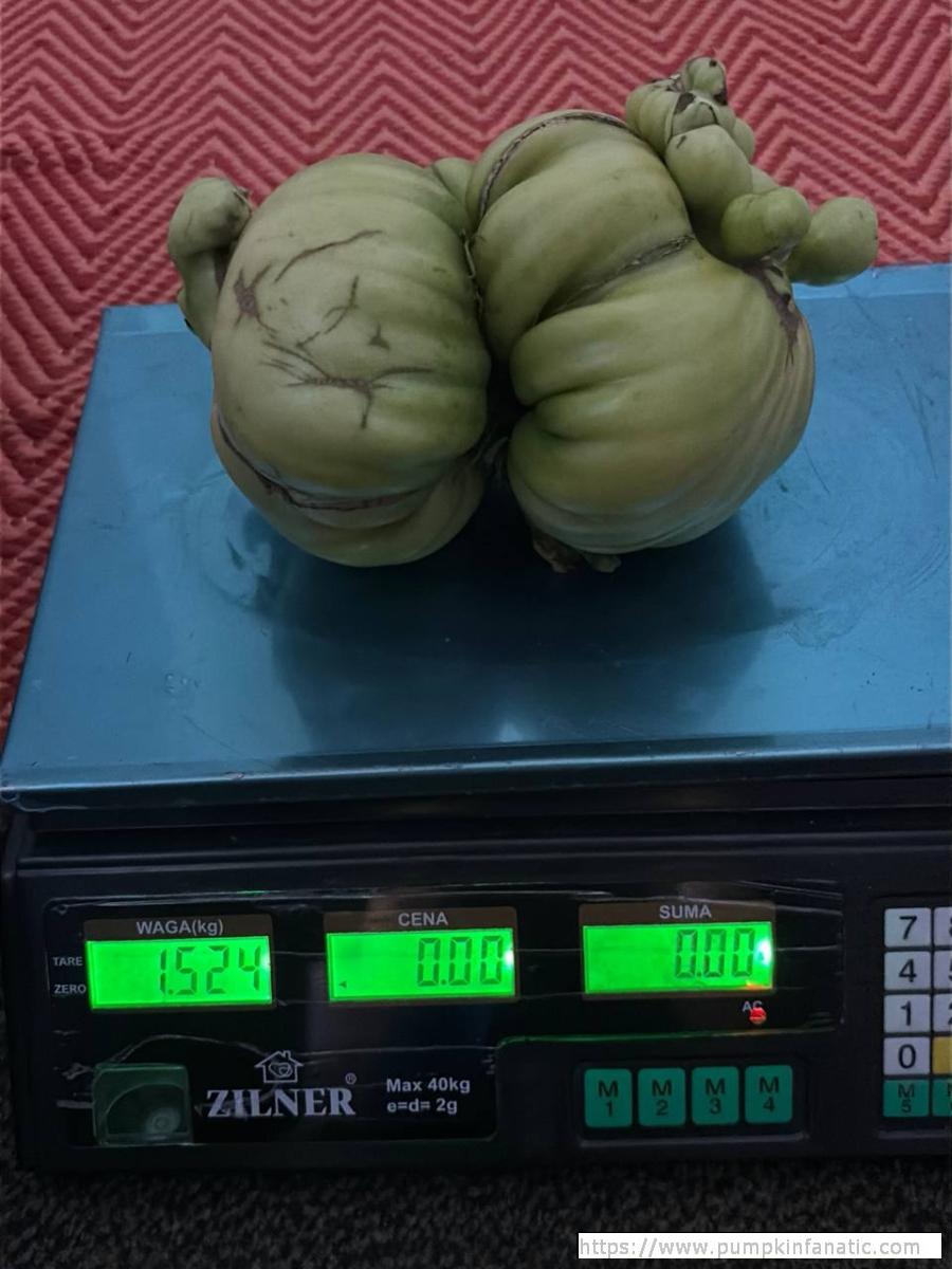 3.35 Dmitrijev 2026